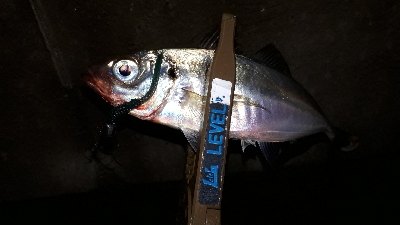 夕まづめフィッシング