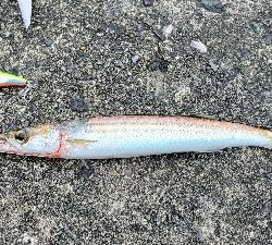 カマス ほか3種