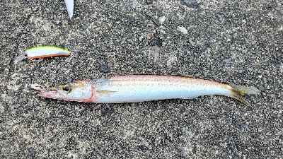 カマス ほか3種