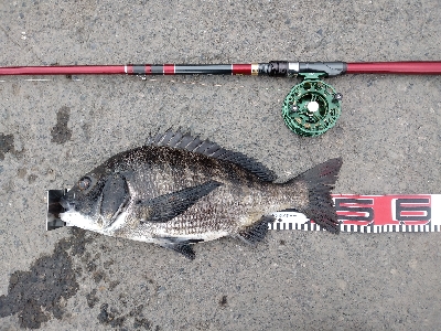 年無しに あと1cm