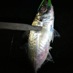 淡路島アジング絶好調！