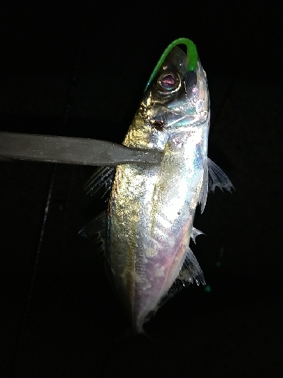 淡路島アジング絶好調！