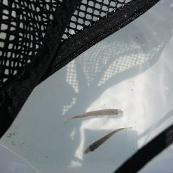 まさかの獲物!!