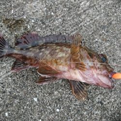 祝♥️奈保子さんお誕生日釣行！