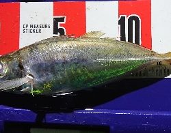 リベンジマッチ