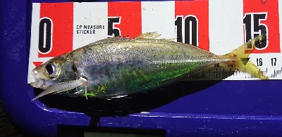 リベンジマッチ