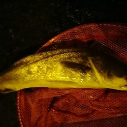 ナイトシーバス