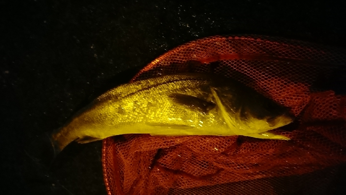 ナイトシーバス