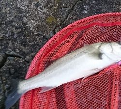 朝マズメトップシーバス