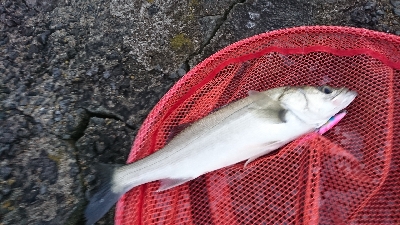 朝マズメトップシーバス