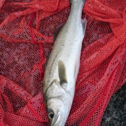 朝マズメトップ