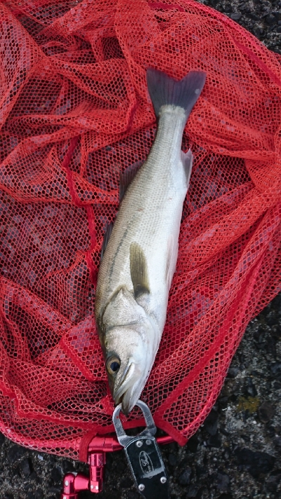 朝マズメトップ