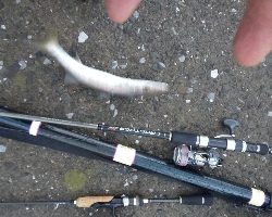 大雨でもカマス