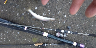 大雨でもカマス