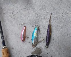 釣果は、右肩下がりだけど、カマスは最高❗️