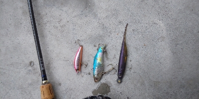 釣果は、右肩下がりだけど、カマスは最高❗️