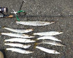 カマスは、やっぱり雨が◯