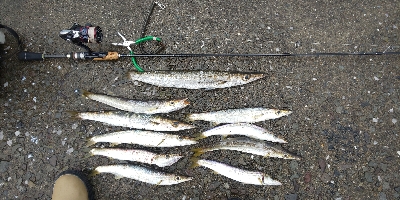 カマスは、やっぱり雨が◯