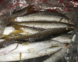 カマスは楽しい