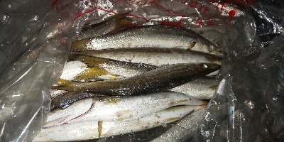 カマスは楽しい