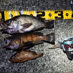 仕事終わりメバリング