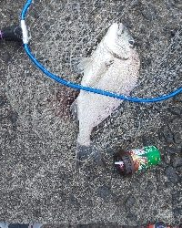 赤と黒を目指して