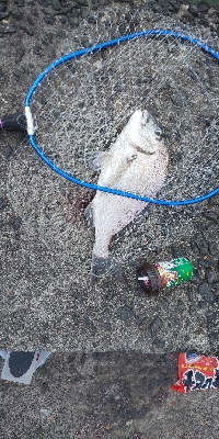 赤と黒を目指して