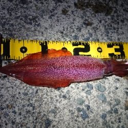 仕事終わりケンサキイカ狙い