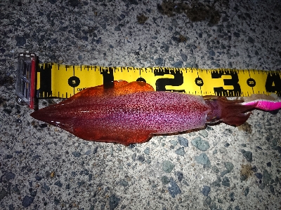 仕事終わりケンサキイカ狙い