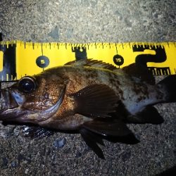 仕事終わりメバリング