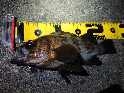 仕事終わりメバリング