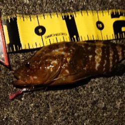 ちょこっとメバリング