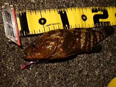 ちょこっとメバリング