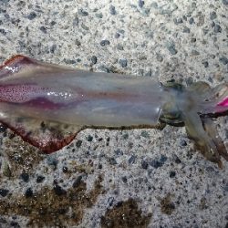 雨上がりに……