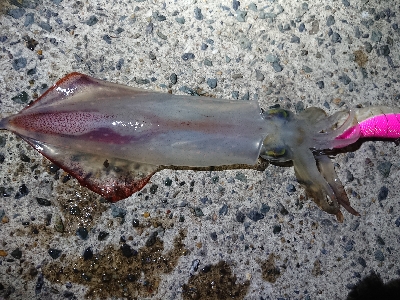 雨上がりに……