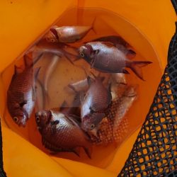 ファミリーフィッシング