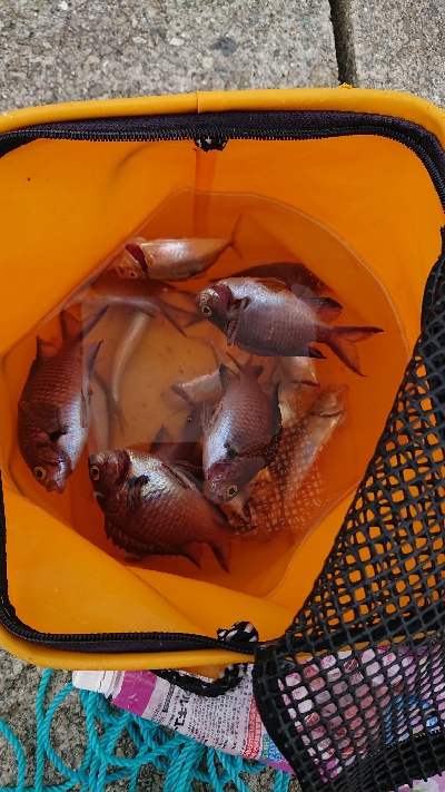 ファミリーフィッシング