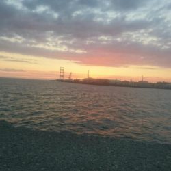 タコ釣れました。