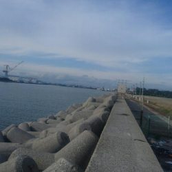 タコ釣れました。