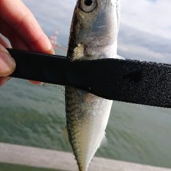 サバリング南港