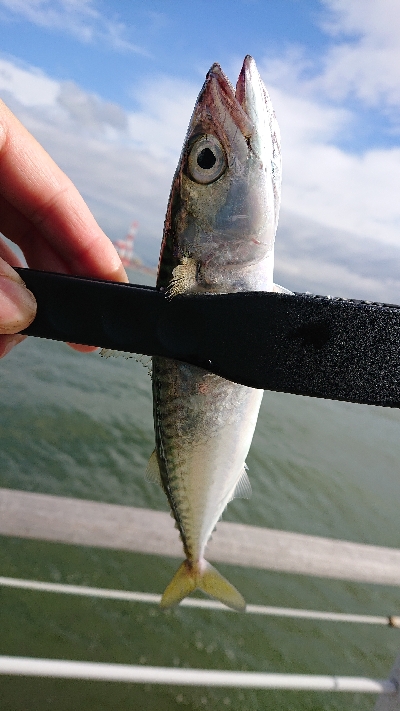 サバリング南港