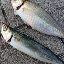 アジ、サバ、ガシ、メバ