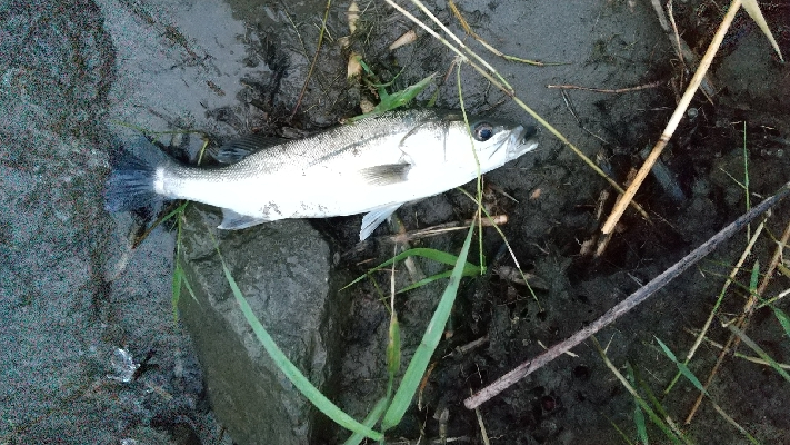 紀ノ川シーバス４本