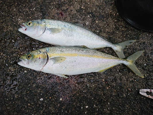 いきなりナブラ‼࿠…