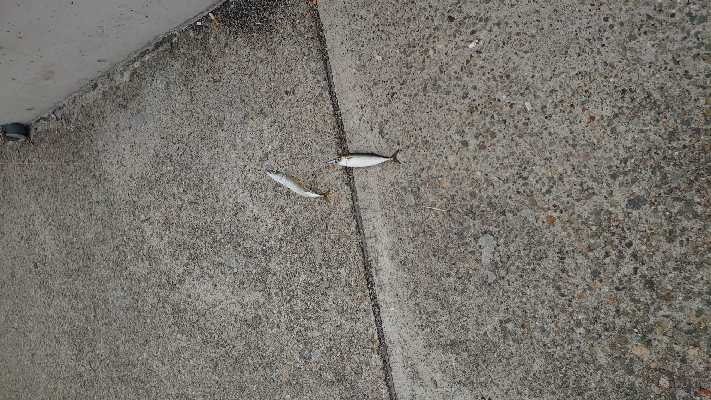 マイクロジグサビキ