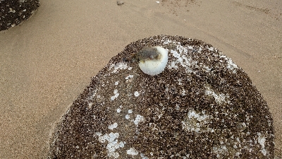 やっと釣れました
