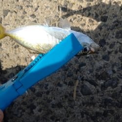 アジングdeネリゴ