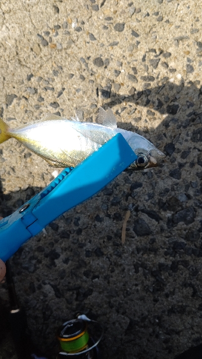 アジングdeネリゴ