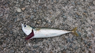 超ライトショアジギング