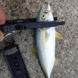 今日もライトゲーム